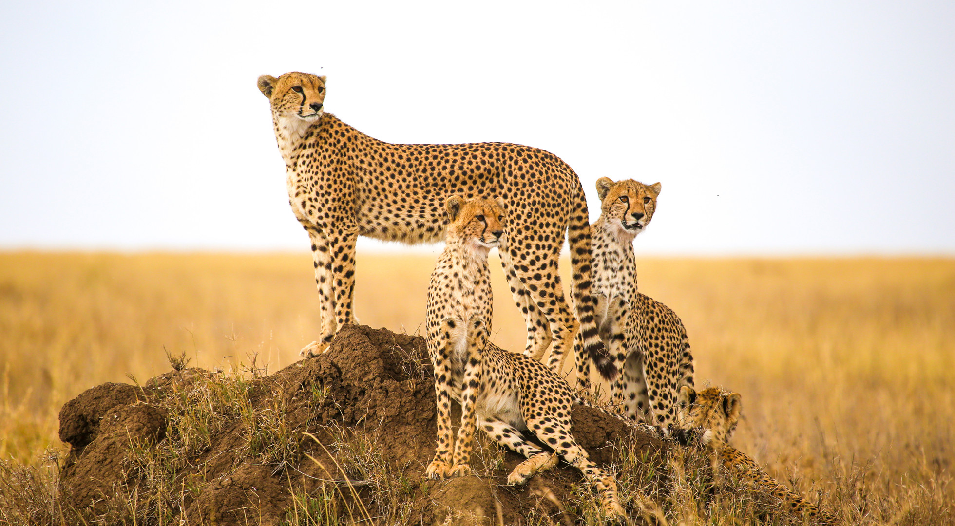 Cheetahs
