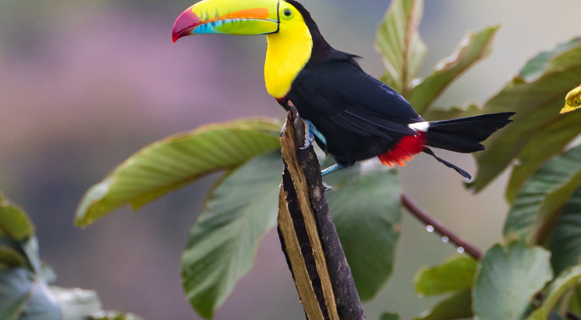 Toucan