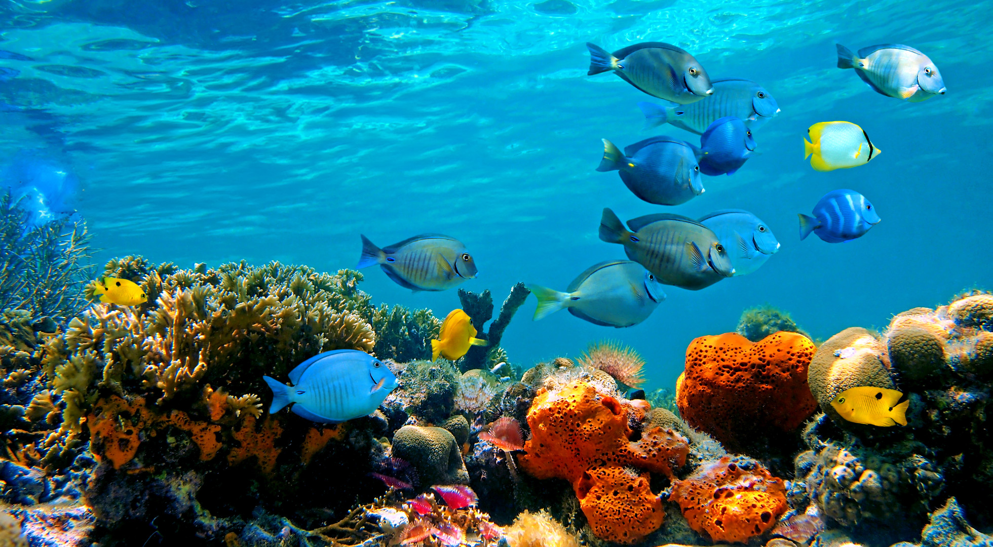 Coral reef and underwater life