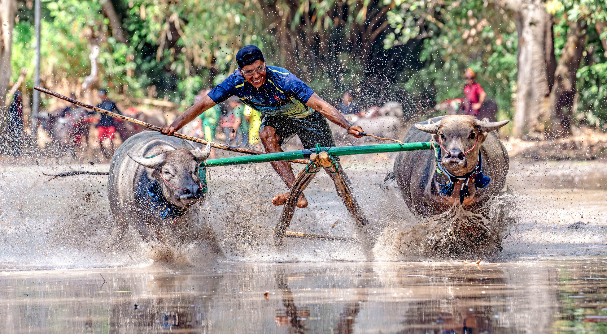 Sumbawa_buffalo-race