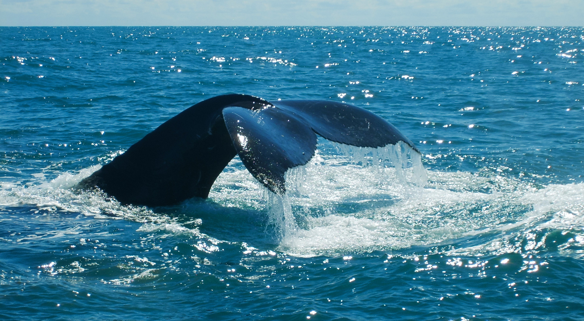 whale tail
