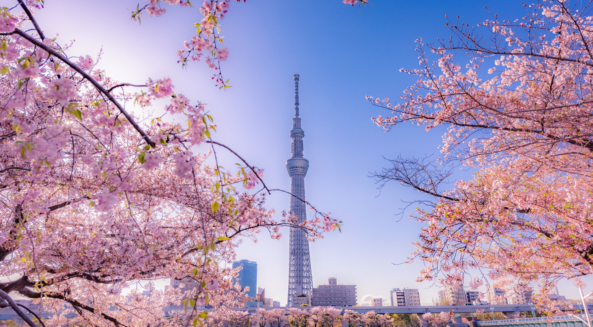 Tokyo Cherry Blossoms