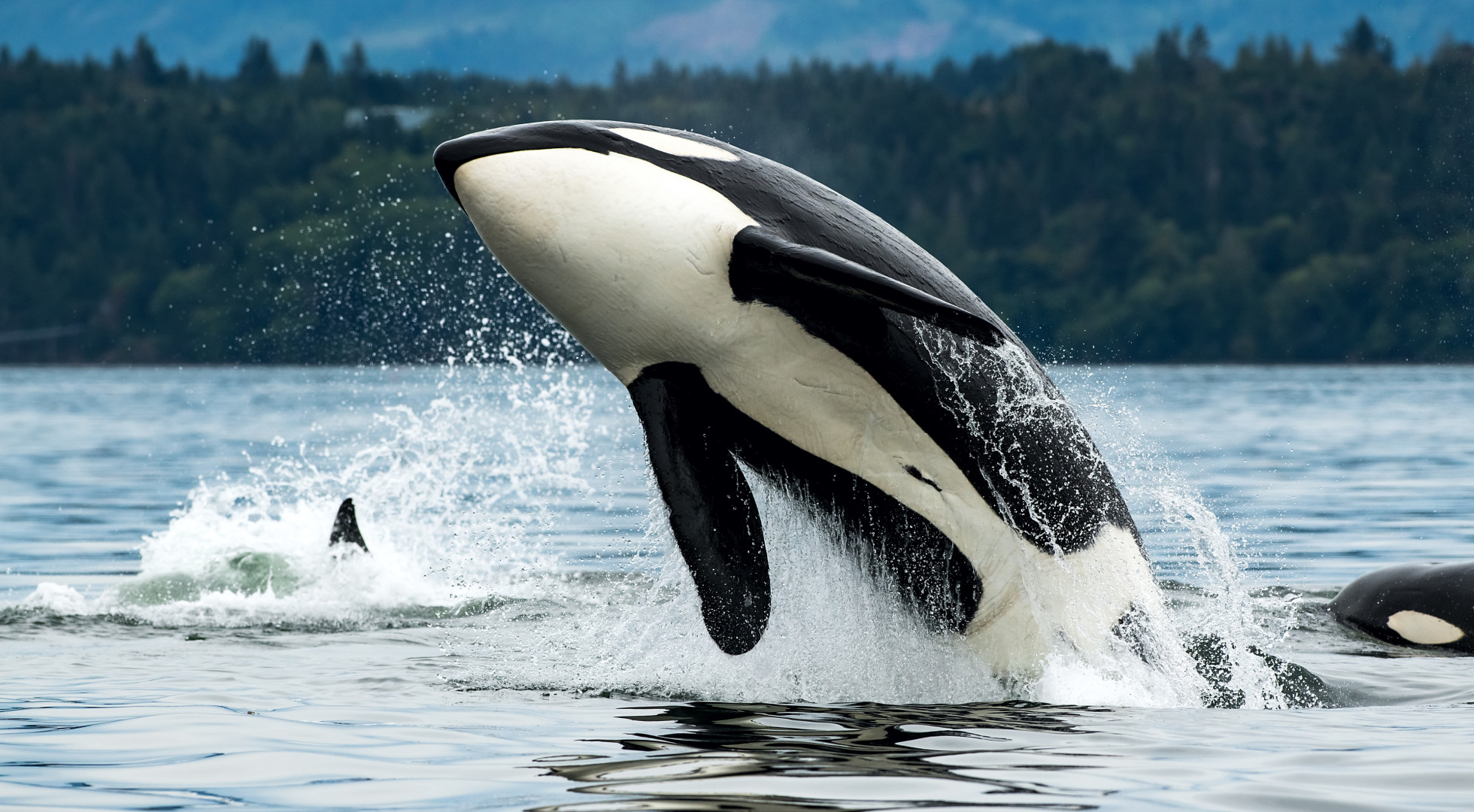 Orcas