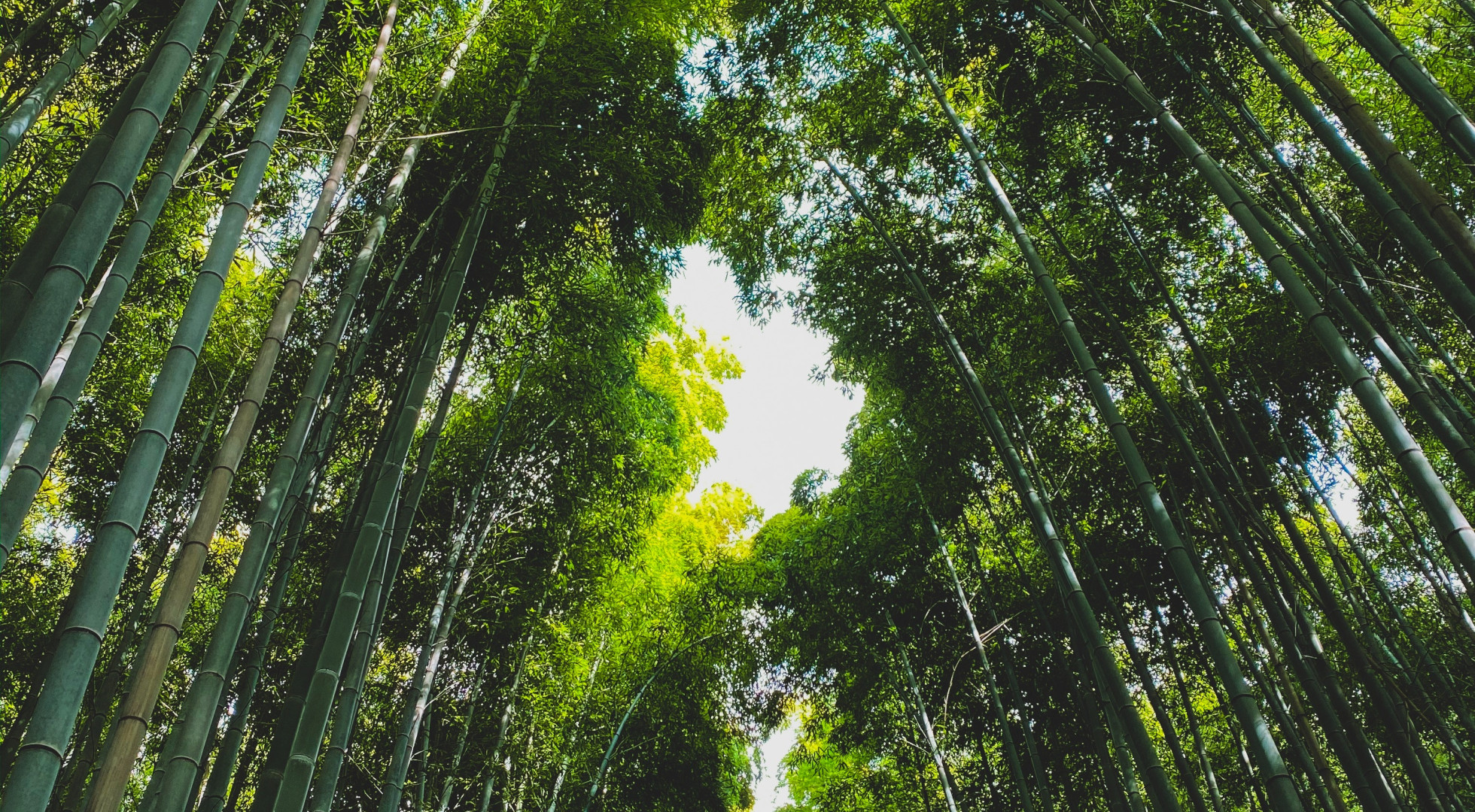 bamboo forest