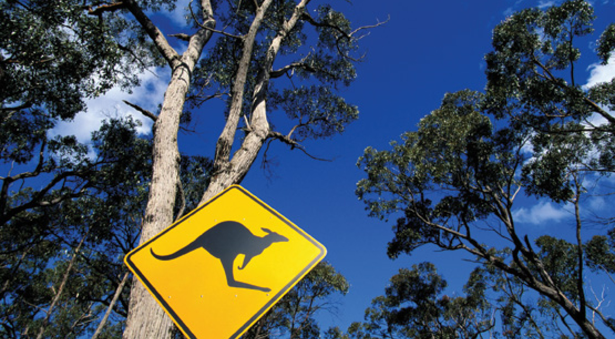 kangaroo sign