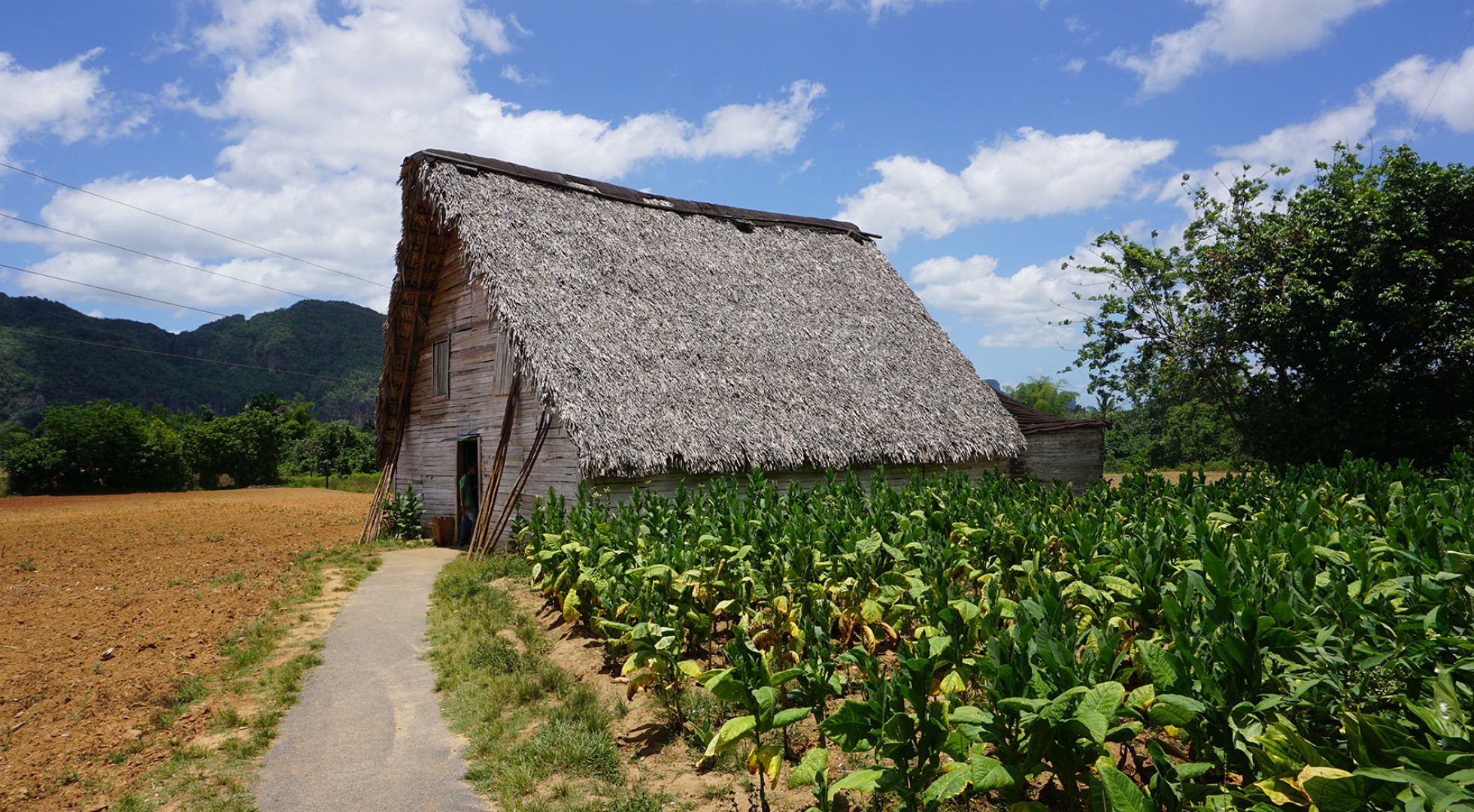 tobacco farm