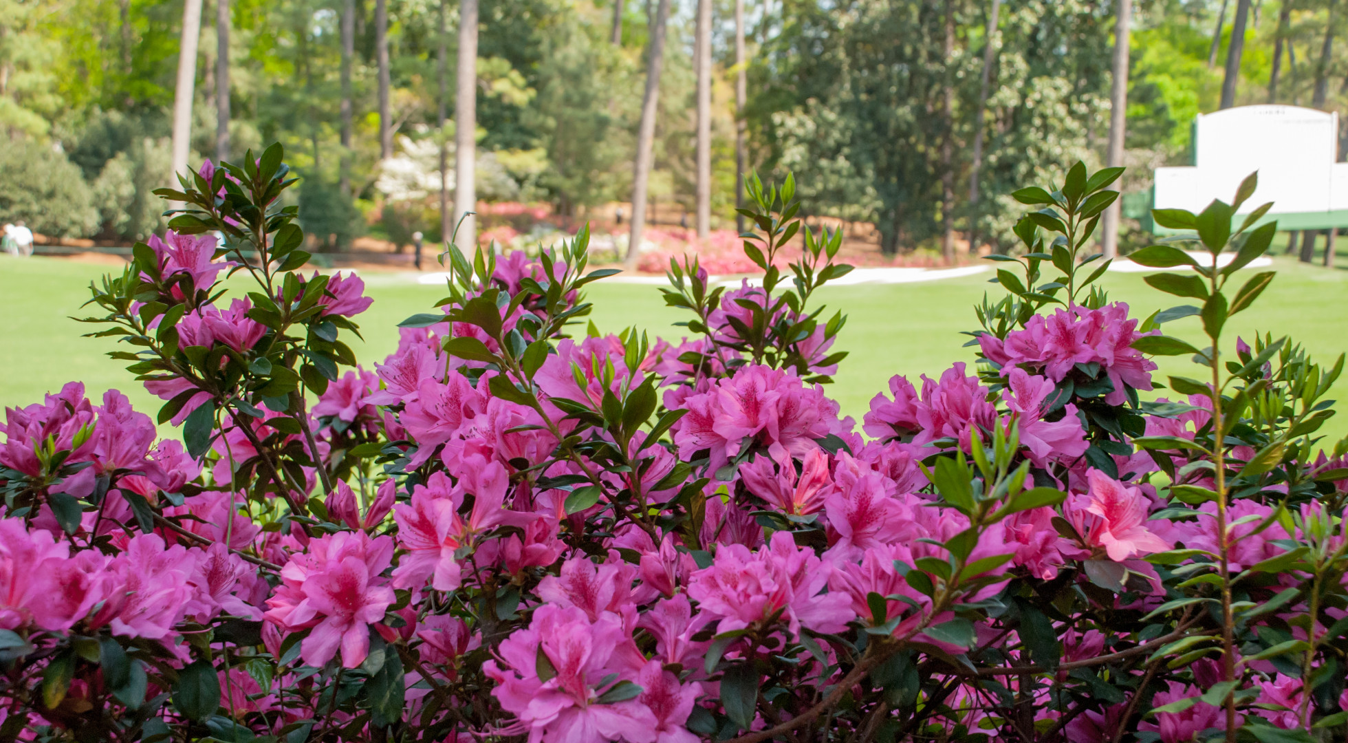 Masters Savannah