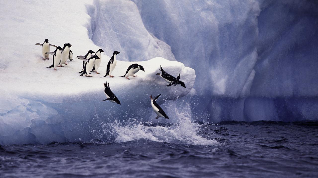 Adelie Penguins Jumping from Iceberg