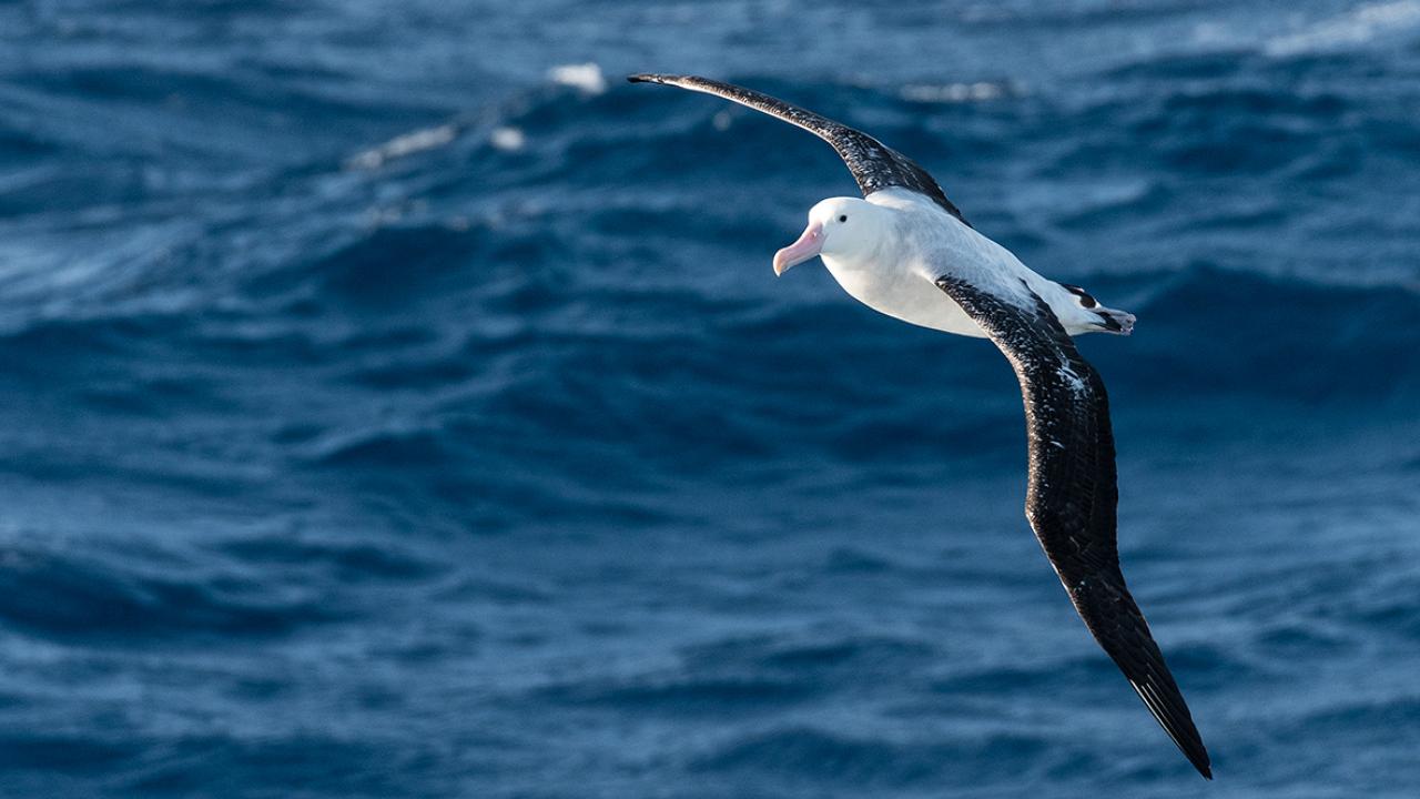 Albatross-Drake-Passage