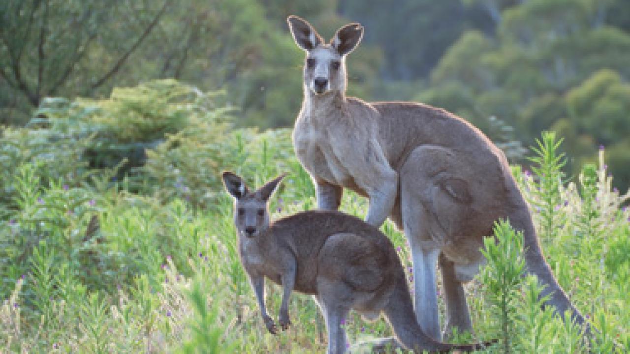 Australia_kangaroo