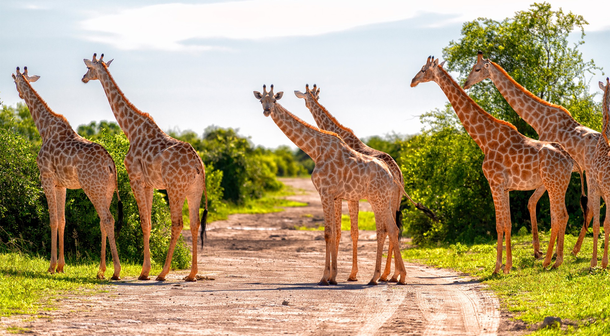 A,Herd,Of,Giraffes,Crosses,The,Road,,Chobe,National,Park,
