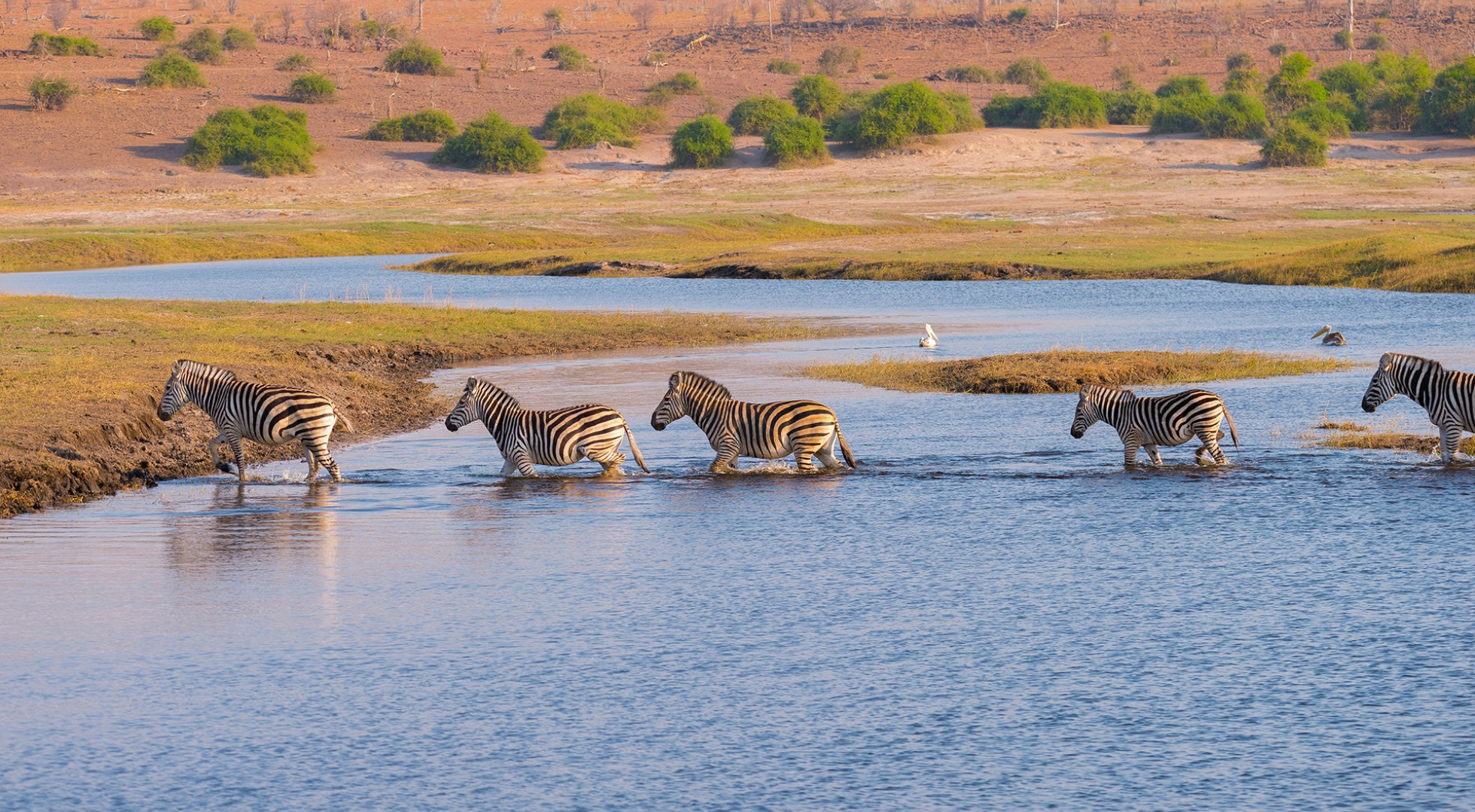 Zebras,Crossing,Chobe,River.,Glowing,Warm,Sunset,Light.,Wildlife,Safari