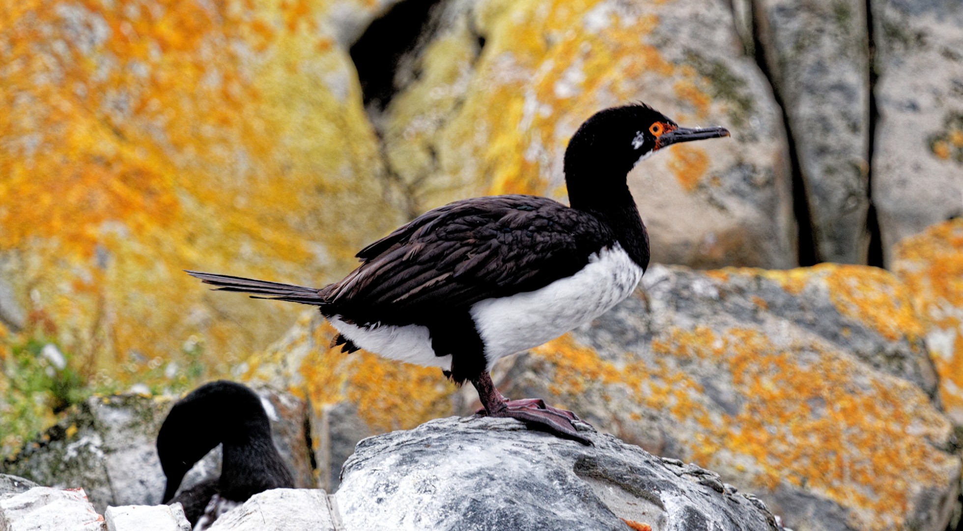 A,King,Or,Blue-eyed,Cormorant,In,Beagle,Channel,,Ushuaia,,Tierra