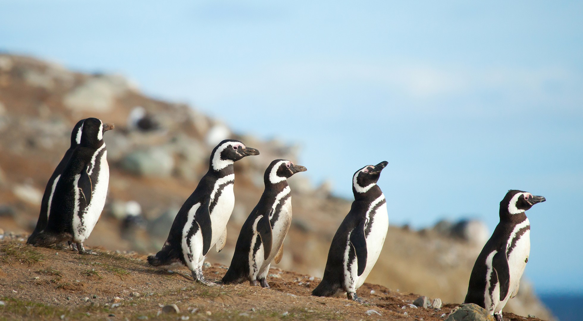 Five,Magellanic,Penguins,On,The,Sea,Shore