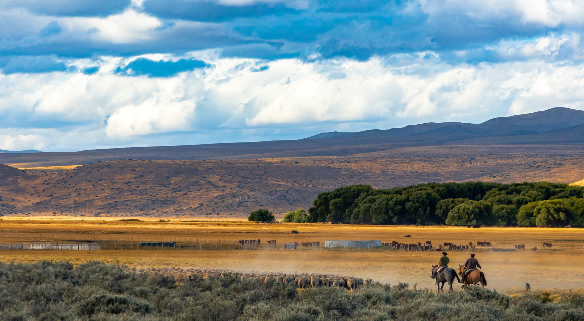Gauchos,And,Herd,Of,Sheep,In,A,Rural,Scenic,Panorama