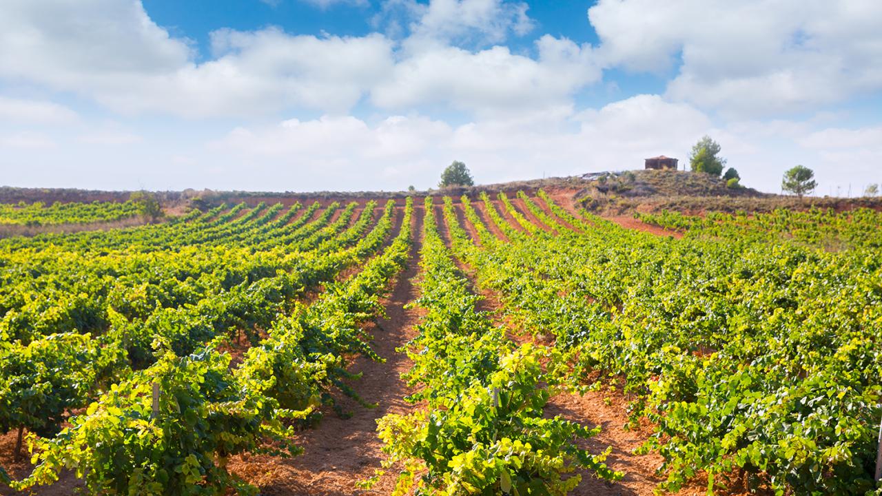 Coastal Vineyard