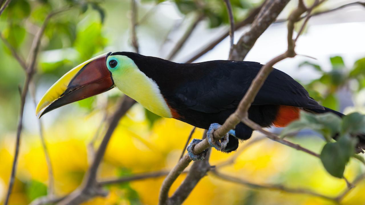 Toucan in Costa Rica