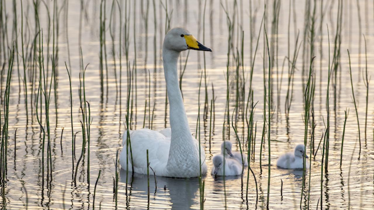 Whooper swan, Cygnus cygnus