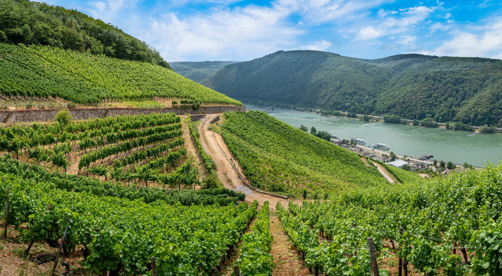 German,Vineyards,In,Rudesheim,Am,Rhein