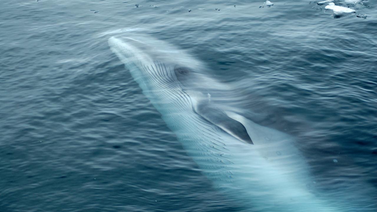 Minke Whale Swimming in Ocean