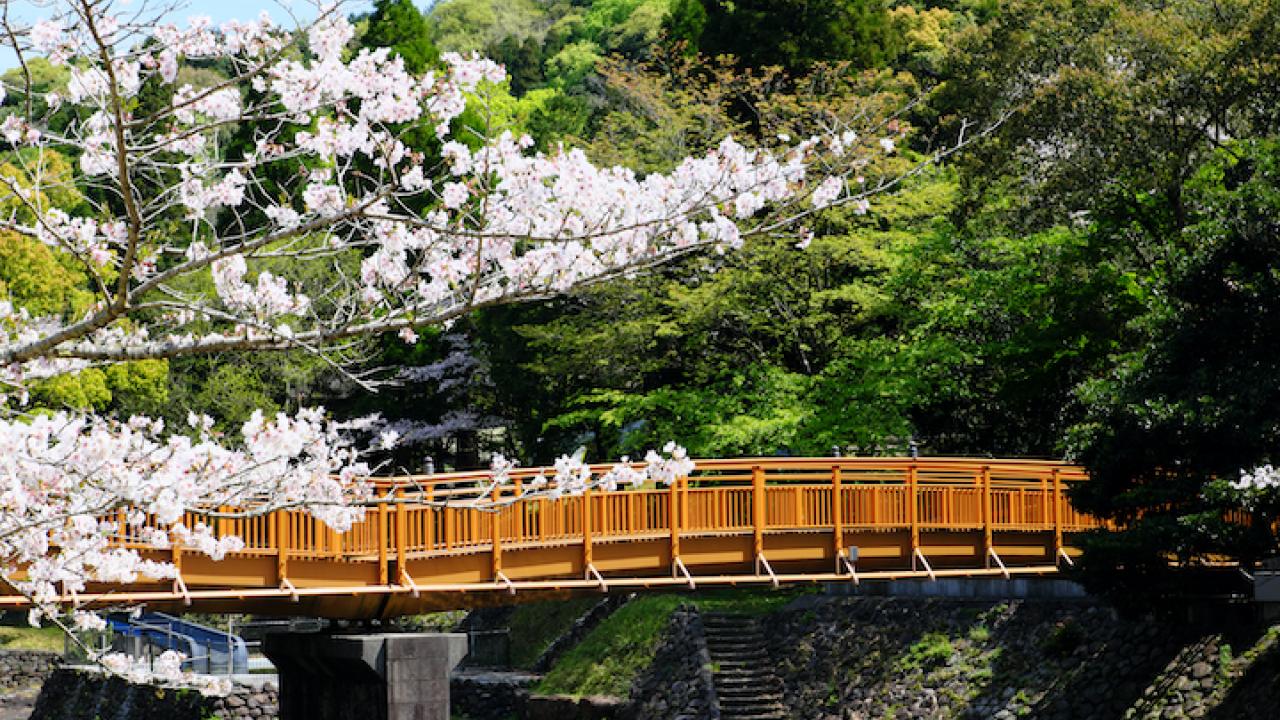 Beautiful bridge and cherry blossoms in full bloom in Iwaya Park