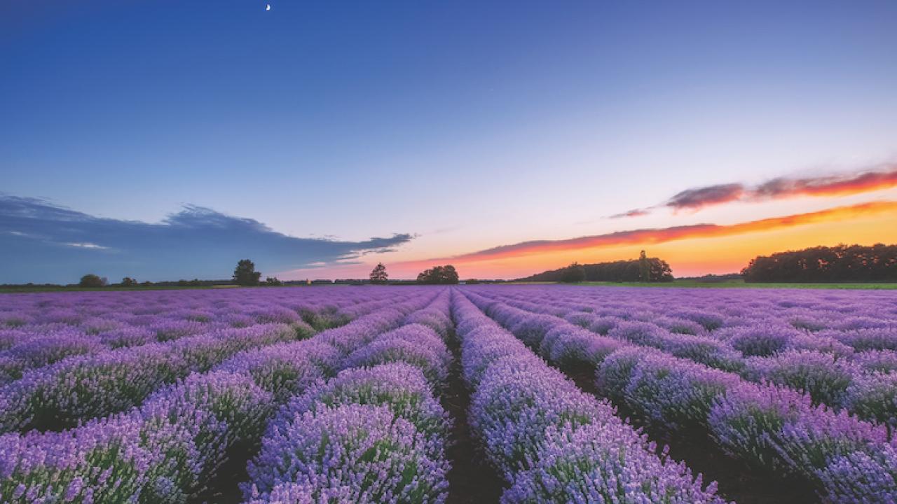 Sunrise and dramatic clouds over Lavender Field