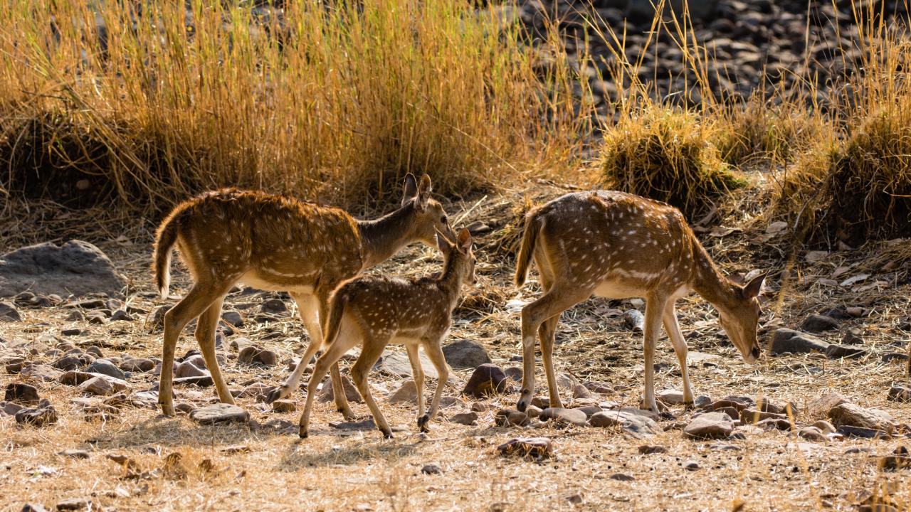 Ranthambhore