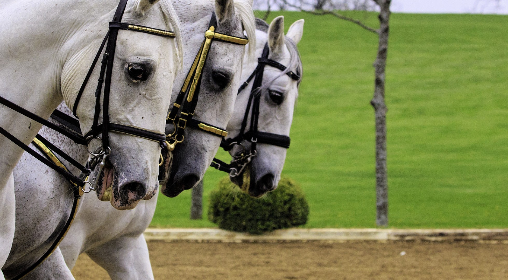Lipizzaner,Horses,In,The,Performance,Ring,Bridled,With,Riders,In