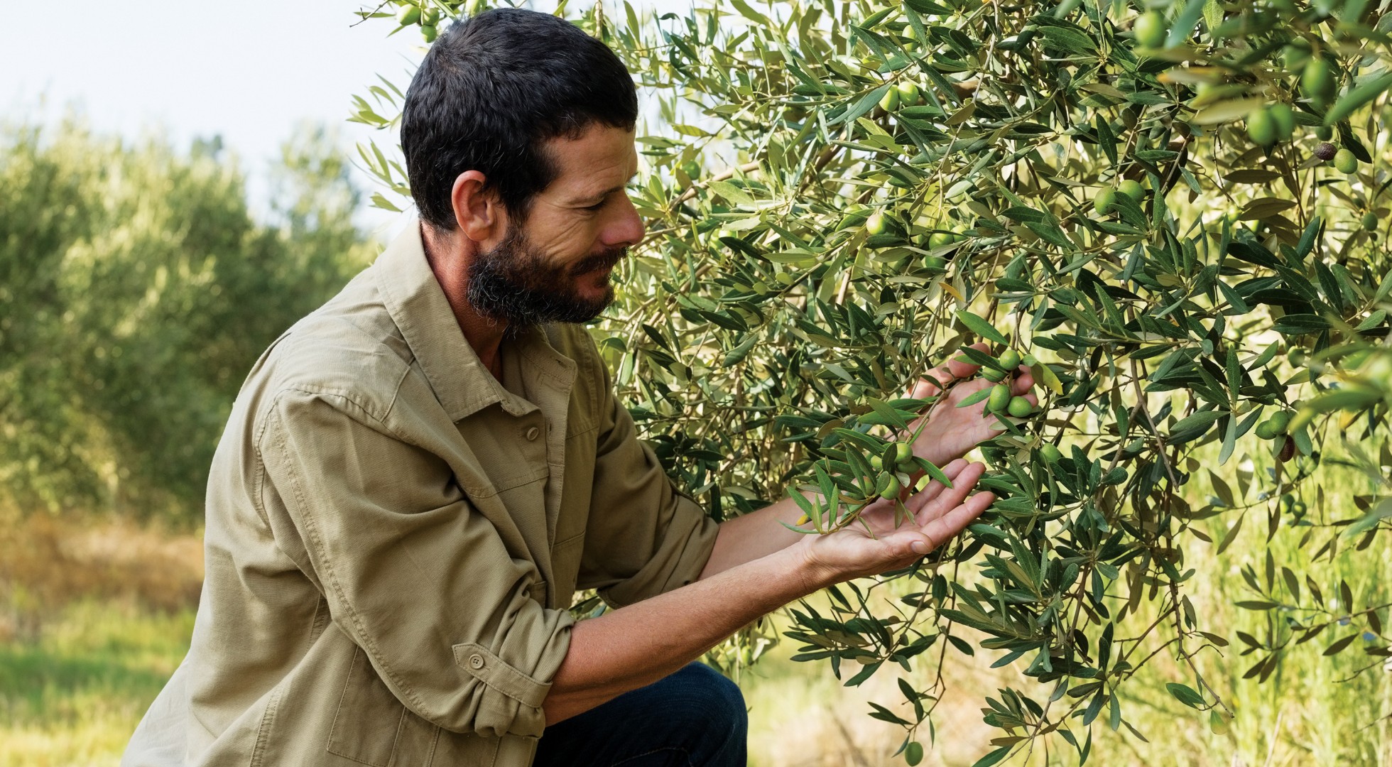 Farmer,Checking,A,Tree,Of,Olive,In,Farm