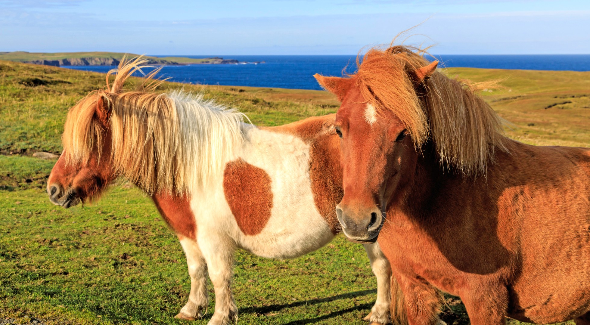 Two,Cute,Shetland,Ponies,On,A,Cliff,Top,By,The