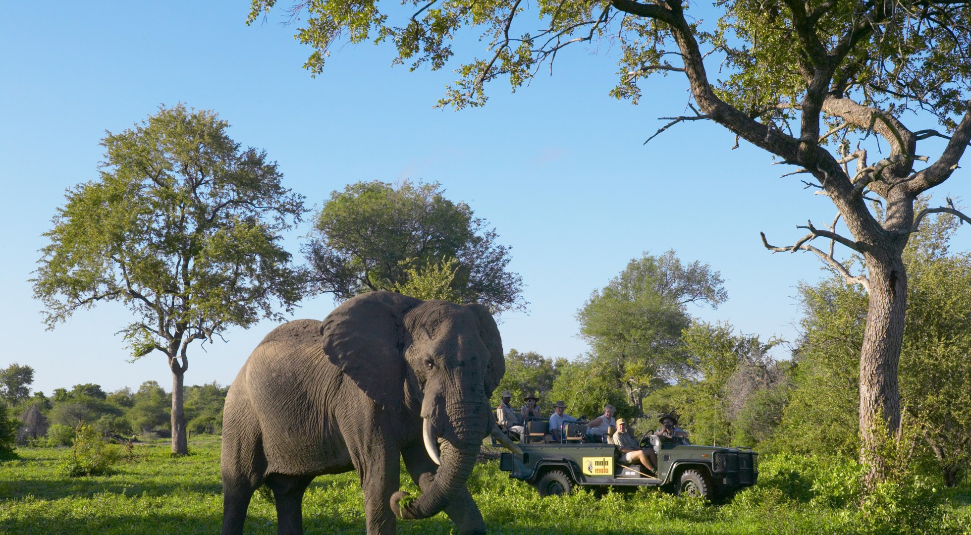 Mala Mala Game Reserve, Mpumalanga, South Africa