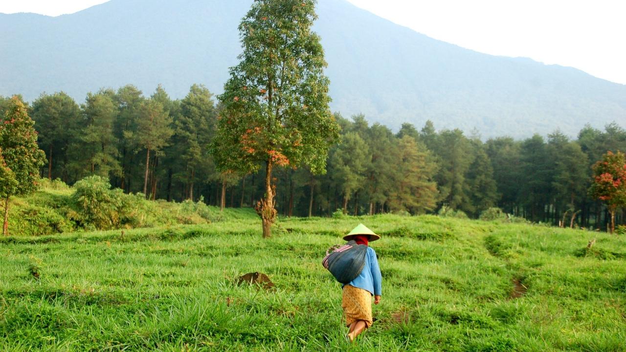 bartelings-indonesia-landscape