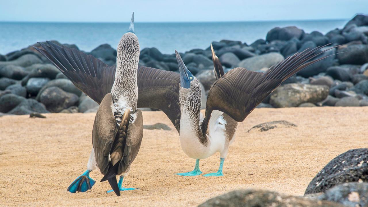 blue-footed-boobie