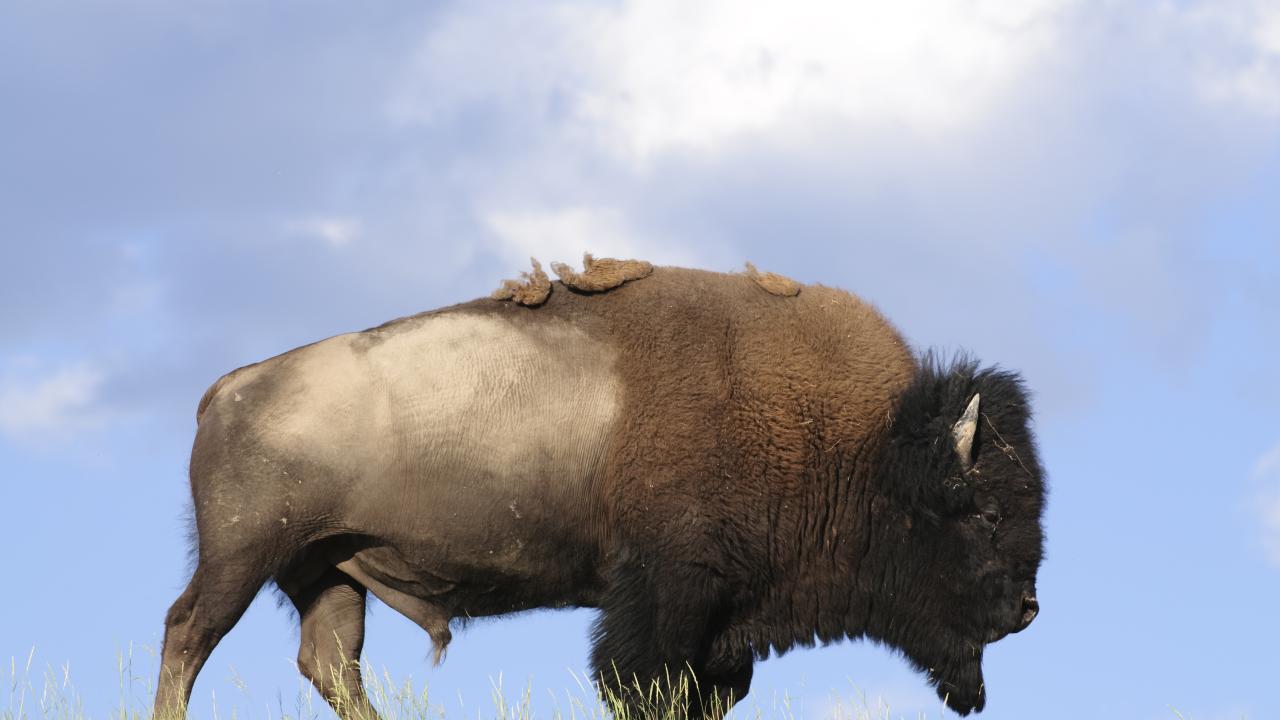 buffalo