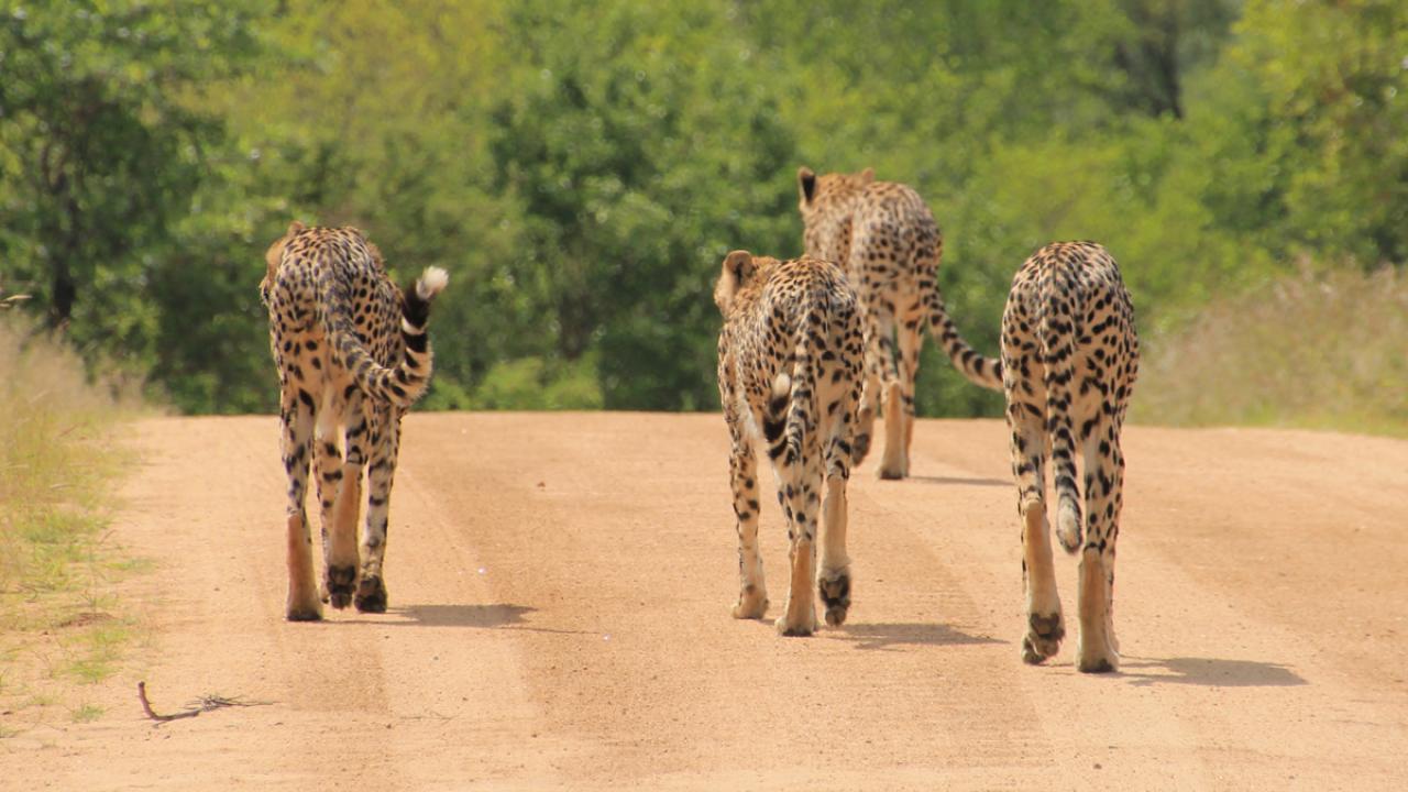 cheetahs