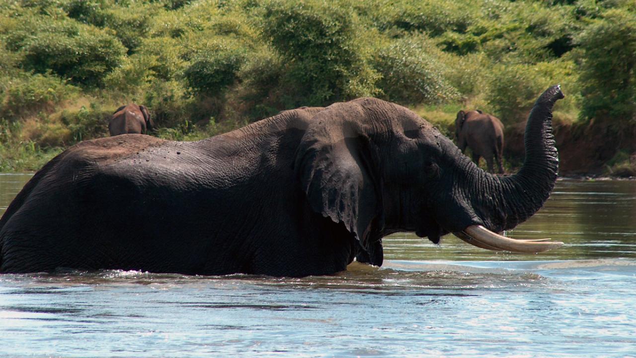 elephant-zambezi-river