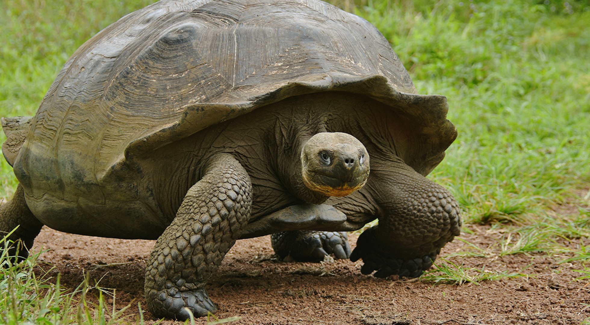 giant-tortoise