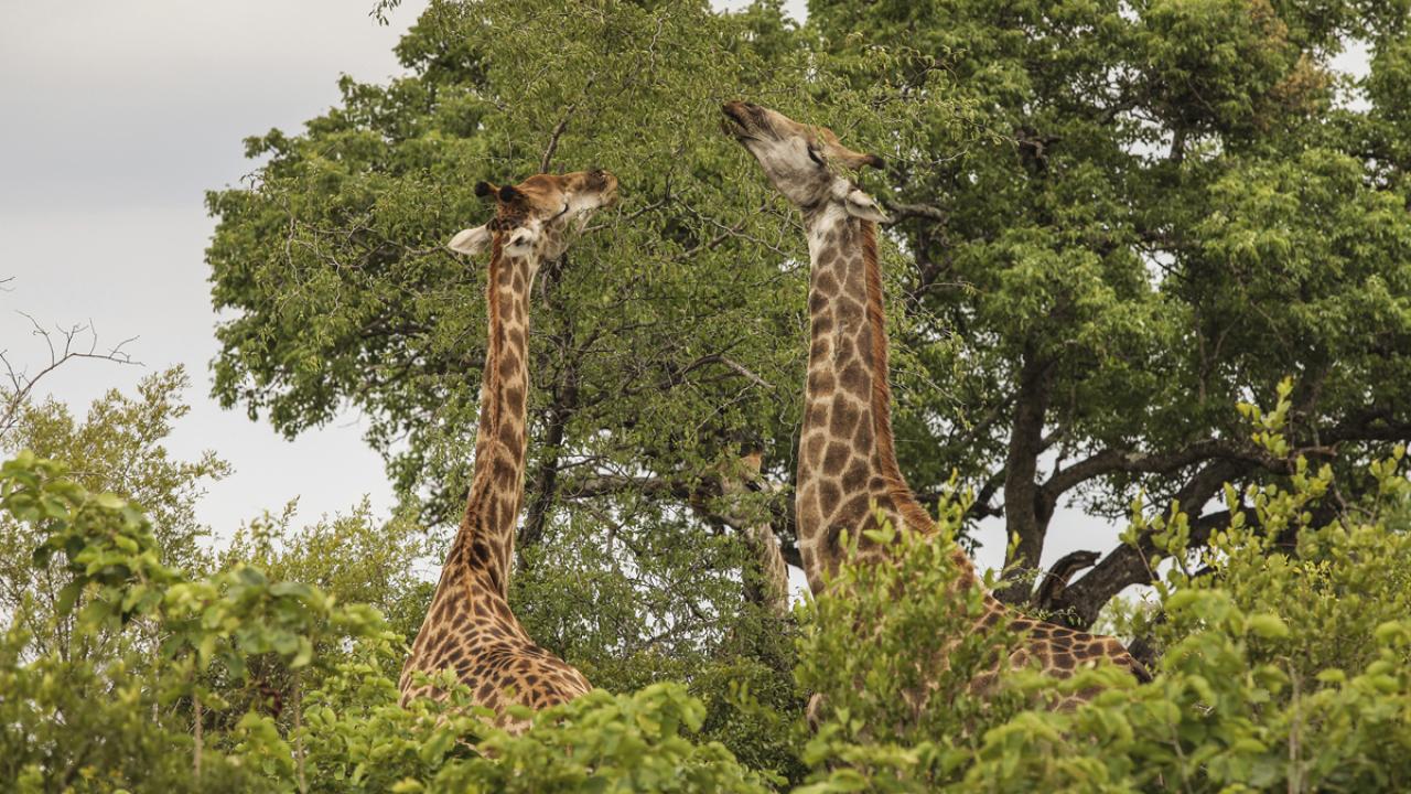 giraffes