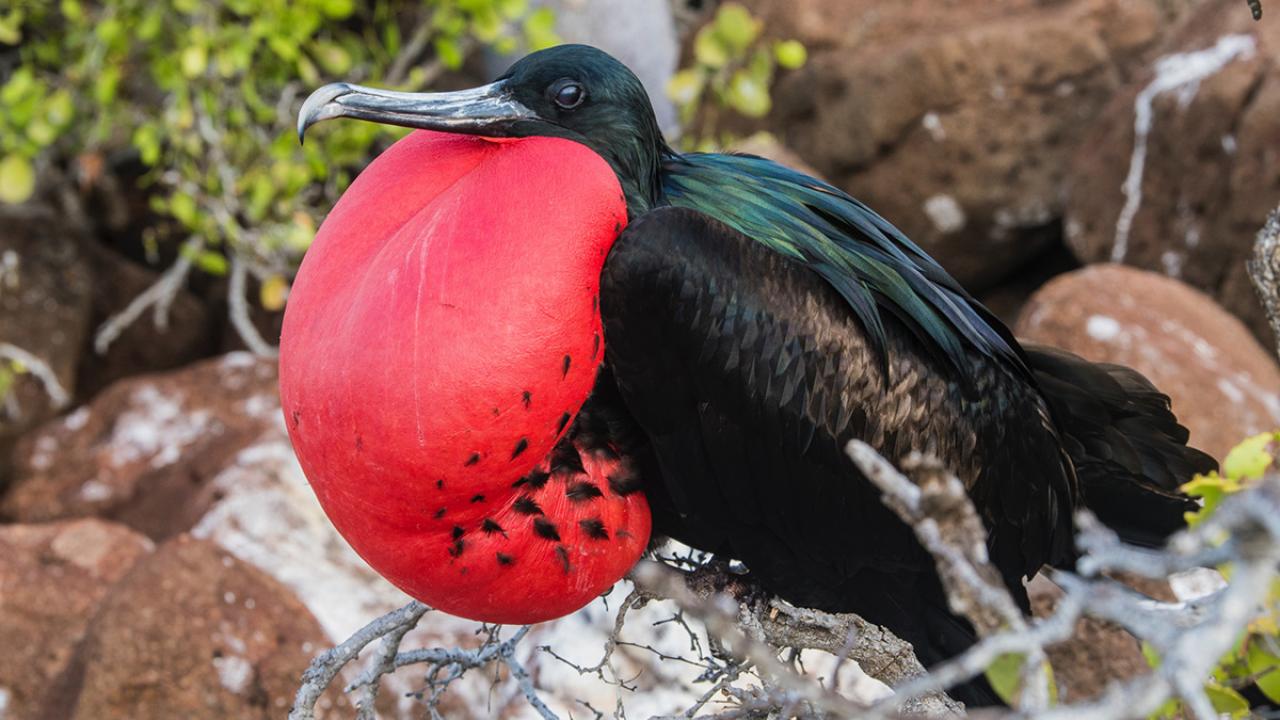 great-frigate-bird