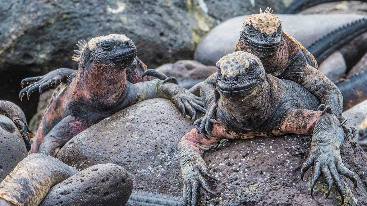 marine-iguana