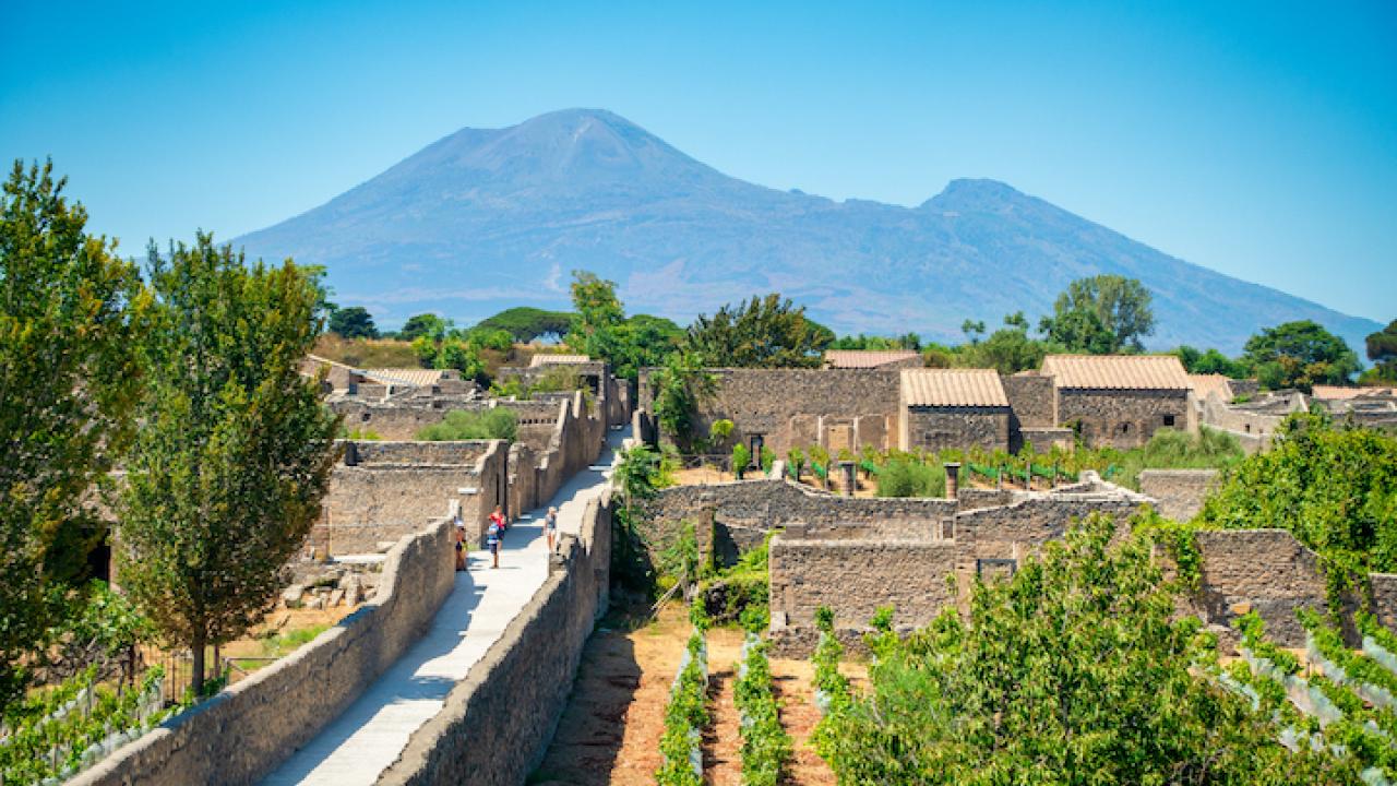 vineyards in ancien city of pompeii in front of Mount Vesuvius