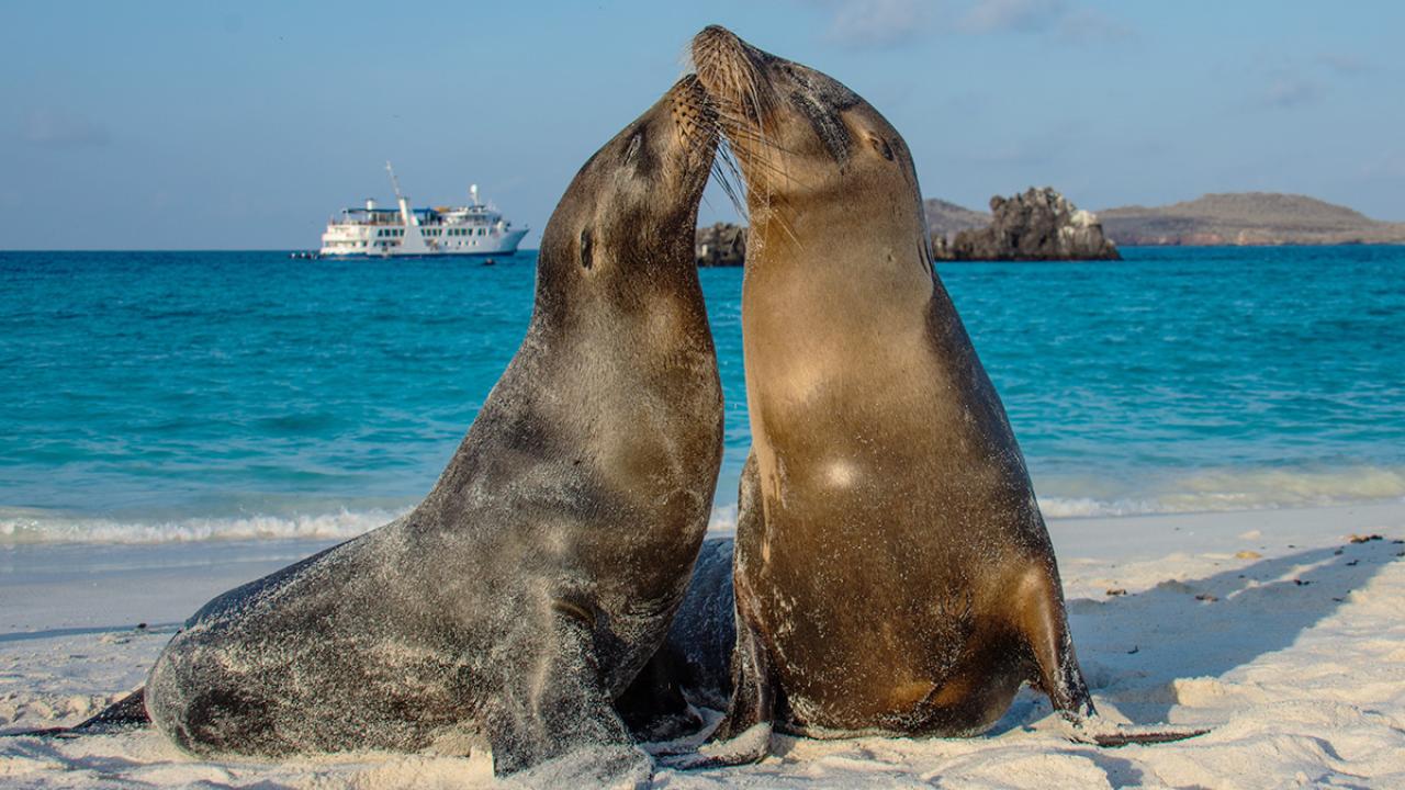 sea-lions