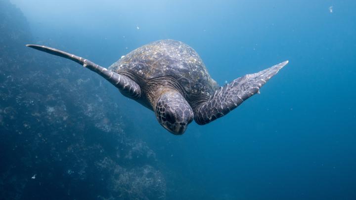 Turtle in the Galapagos