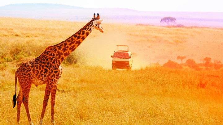 Giraffe