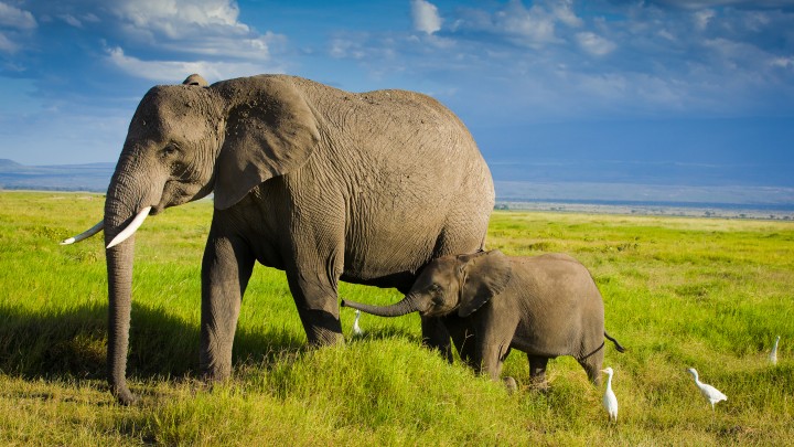 elephants