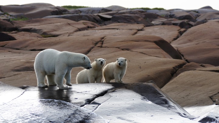 Bear Mom and Cubs.