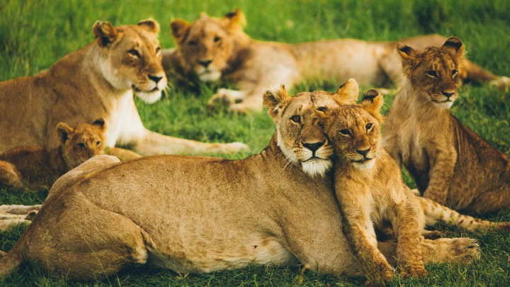 Lions in Kenya