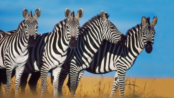 Zebras
