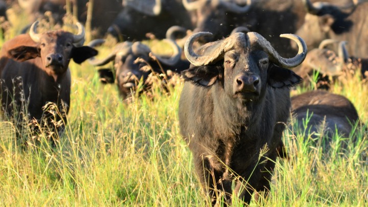 Water buffalo