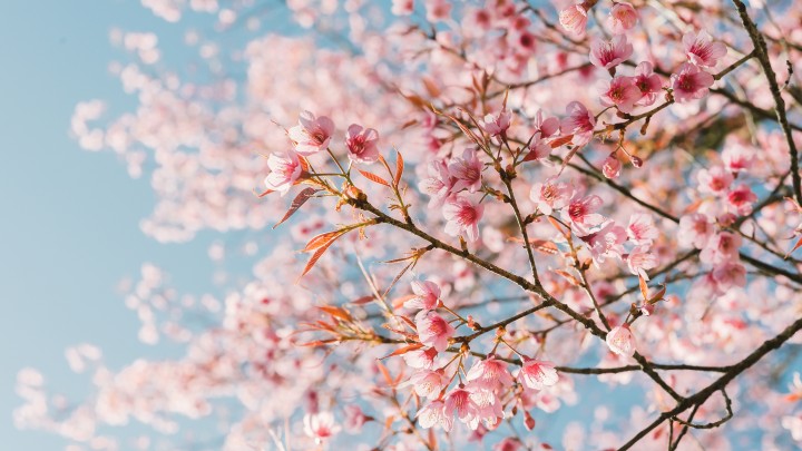 Cherry Blossoms